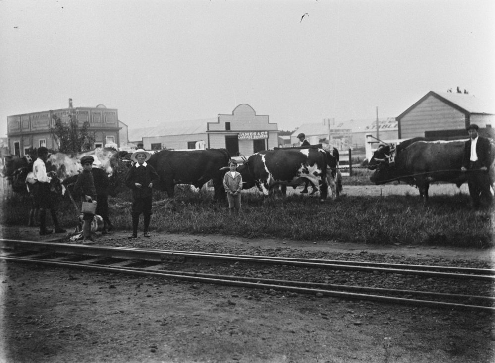 Bullock team at railway yards