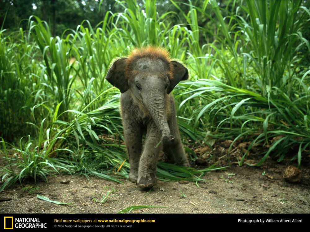 Baby Asian Elephant