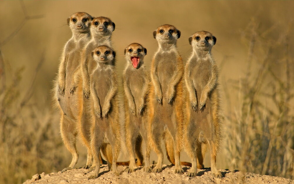 meerkats