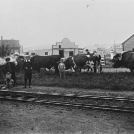 Bullock team at railway yards