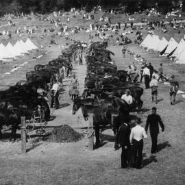 Army Remount Depot, Trentham, World War I