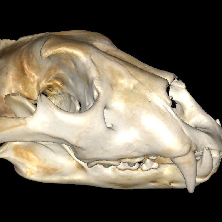 Lion Skull