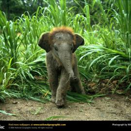 Baby Asian Elephant