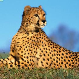 Cheetah